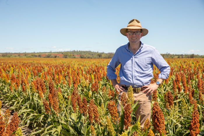 HELP AVAILABLE TO NORTHERN NSW FARMERS PLAGUED BY LOCUSTS
